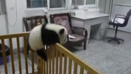Ce bébé panda est un vrai pro de l'évasion. Regardez le faire