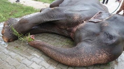 Cet éléphant a été prisonnier pendant 50 ans. Il pleure de joie à sa libération