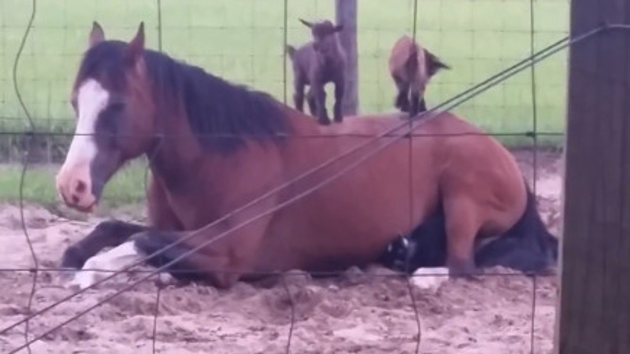 Ce cheval s'amuse avec des chevreaux. Une amitié vraiment peu commune