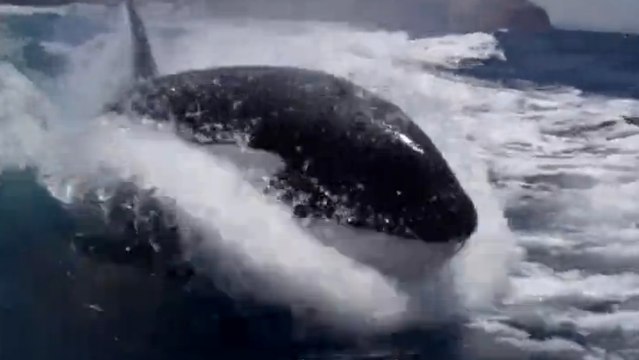 Lors d'une balade en bateau, ces touristes ont rencontré des orques. Un souvenir inoubliable