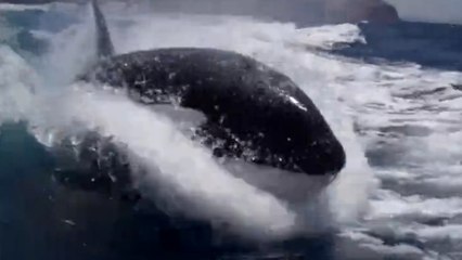 Lors d'une balade en bateau, ces touristes ont rencontré des orques. Un souvenir inoubliable