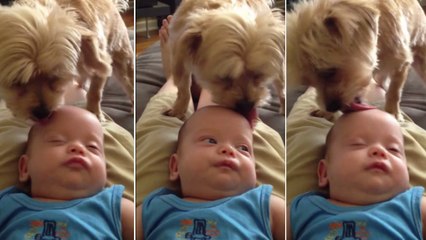Ce chien adore s'occuper de ce bébé. Et son hobby favori est de lui lécher la tête