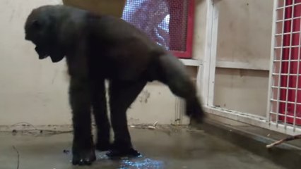 Ce gorille danse aussi bien que Michael Jackson. Son talent va vous épater