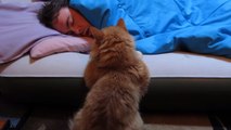 Ce chat veut réveiller son maître. Sa méthode va vous laisser perplexe