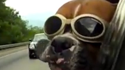 Ces chiens adorent prendre la voiture. Et ils le prouvent !