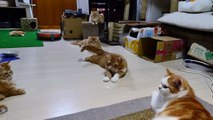 Ces chats jouent avec le point d'un laser. Et ils s'amusent comme des petits fous