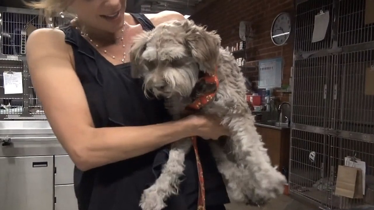 Ce chien abandonné errait dans les rues depuis de longs mois. Mais ces gens au grand coeur lui ont sauvé la vie