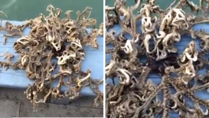 Ces pêcheurs ont découvert une étrange créature dans leur filet. Vous n'allez pas en revenir !