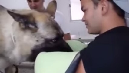 Ce chien vit ses derniers instants. Et son maître reste à ses côtés pour le soutenir