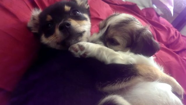 Deux chiots se font des câlins. Ils vont forcément vous faire craquer !
