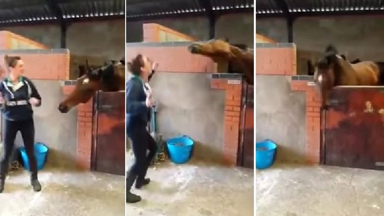 Ce cheval danse dans son box. Une prestation touchante !