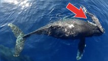 Ces dauphins et ces baleines ont été filmés à l'aide d'un drone. Des images incroyables !