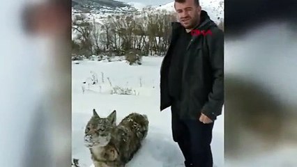 Soğuktan donmuş kurt bulundu