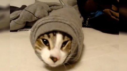 Ce chat très curieux se retrouve coincé dans une manche de pull-over. Comment va-t-il s'en sortir ?