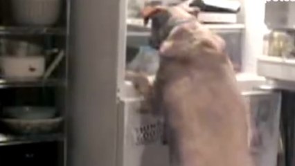 Ce chien est un vrai chenapan. Regardez le sort qu'il réserve au frigo de la maison