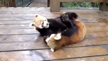 Ces deux pandas roux adorent se chamailler. Un petit jeu qui va vous faire sourire