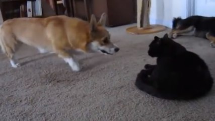Ce corgi n'a qu'une envie : jouer avec le chat de la maison. Mais pas sûr que ce dernier soit d'accord