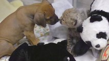 Cette amitié entre un chiot et un bébé guépard est incroyable. Vous allez fondre