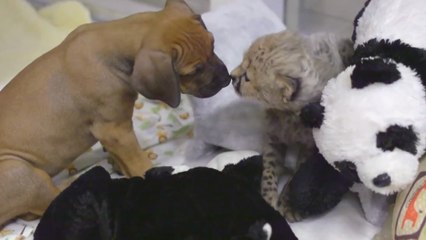 Cette amitié entre un chiot et un bébé guépard est incroyable. Vous allez fondre