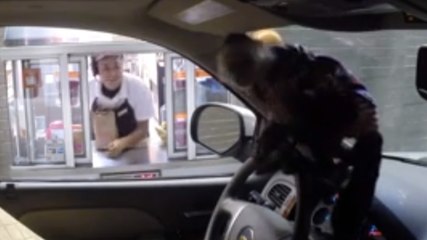Ce singe passe une commande au drive d'un fast-food. Une séquence hilarante !