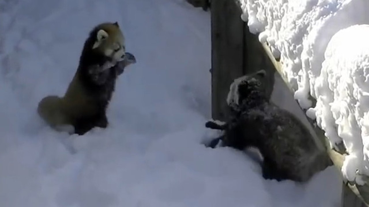 Ces pandas roux s'amusent dans la neige. Ils vont vous faire fondre
