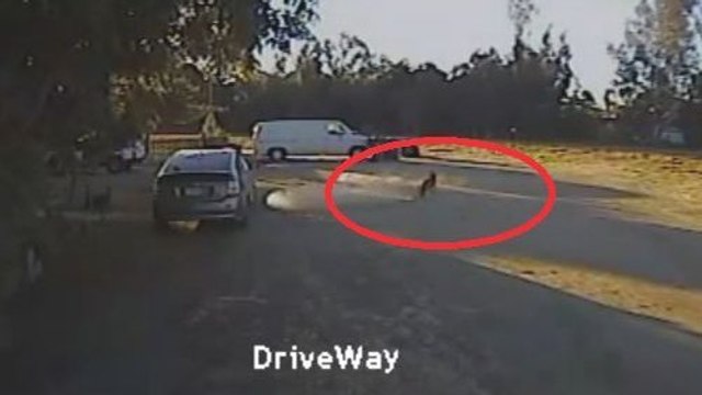 Un rottweiler sauve un chihuahua attaqué par un coyote. Vous n'allez pas en croire vos yeux