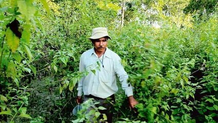Cet homme a réalisé quelque chose d'incroyable. Il a fait naître une foret