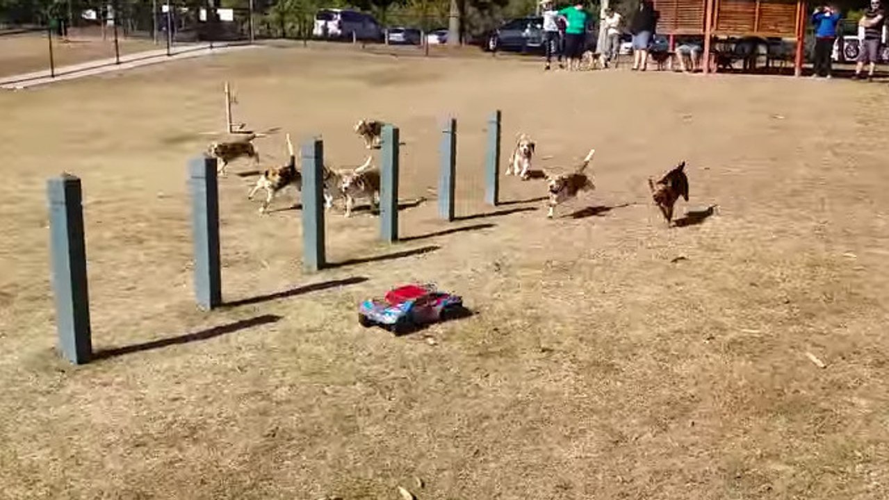 Ces chiens prennent en chasse une voiture télég...