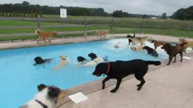 Ces chiens font une petite fête. Et ils ont l'air de plutôt bien s'amuser !