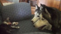 Ces deux Huskys rencontrent pour la première fois ce chaton. Et ils lui ont réservé un accueil très chaleureux