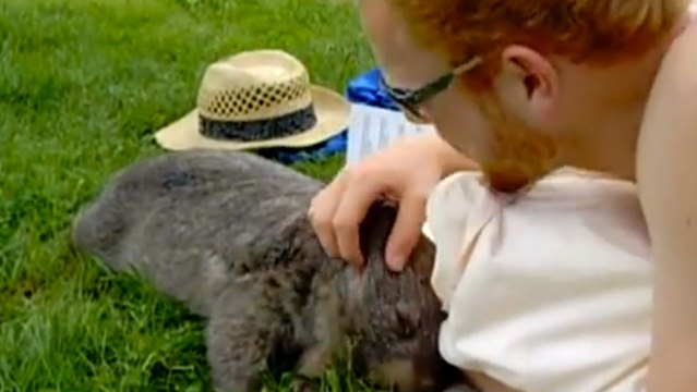 Ce wombat adore les caresses. Sa réaction quand on lui en donne va vous faire fondre
