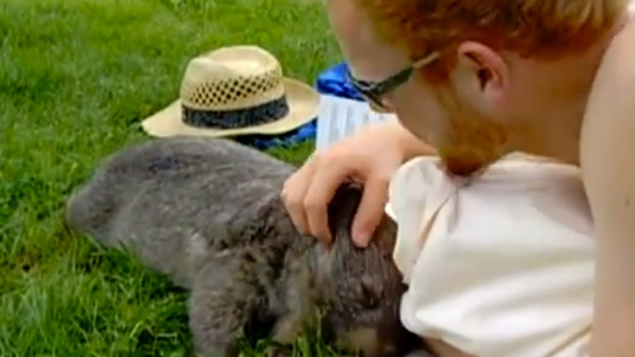 Ce wombat adore les caresses. Sa réaction quand on lui en donne va vous faire fondre