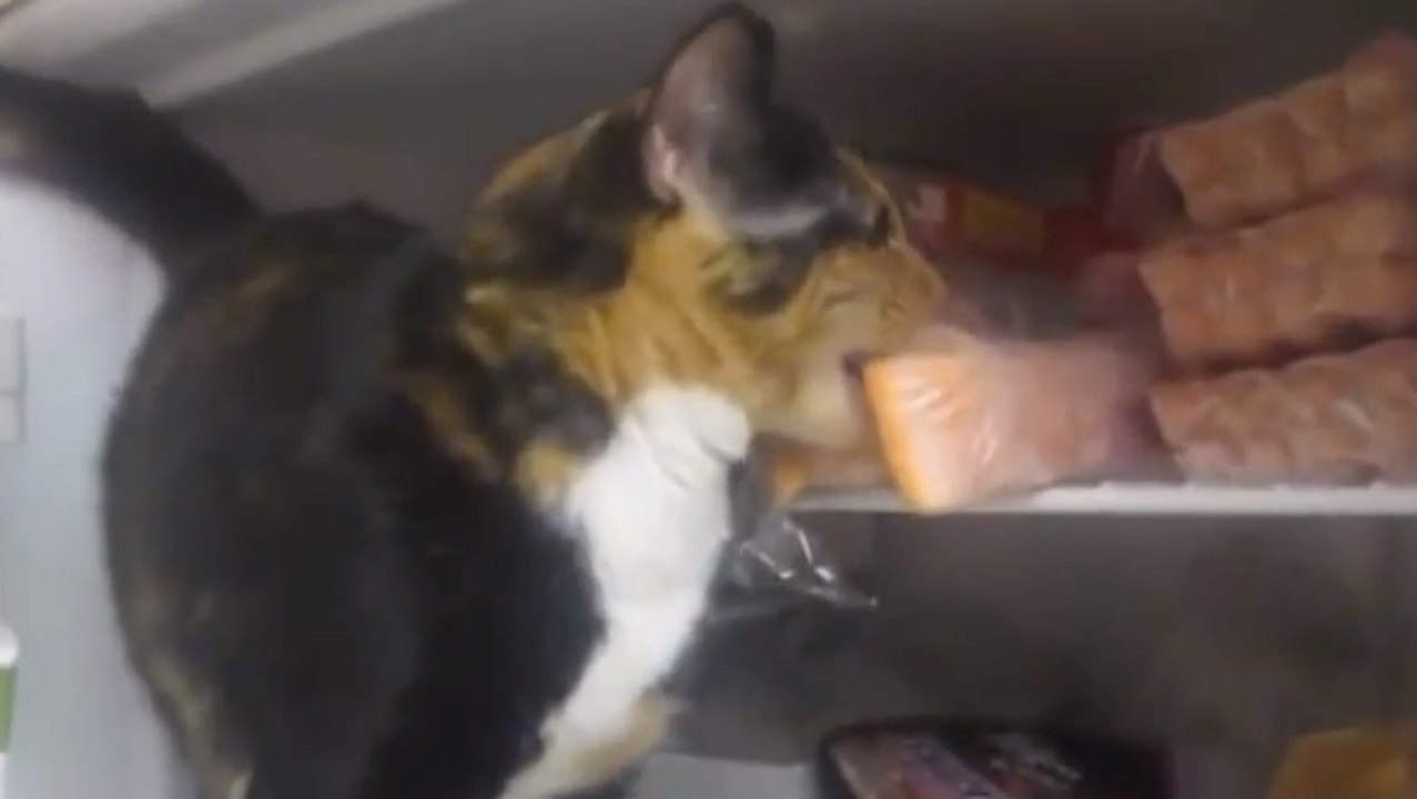 Ce chat a compris comment toujours avoir à manger. Il se sert directement dans le frigo !
