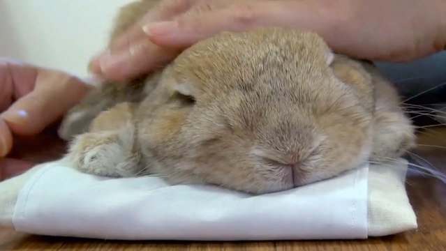 Ce lapin adore les caresses. Sa réaction quand on lui en fait va vous faire fondre