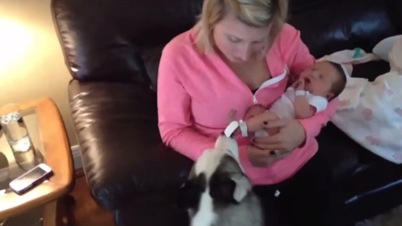 Cette chienne rencontre pour la première fois le nouveau-né de la famille. Sa réaction est très étonnante