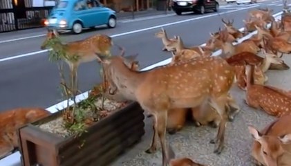 Au Japon, les cerfs sont au coeur d'un étrange phénomène. Vous n'allez pas en revenir