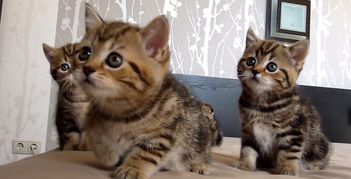 Ces chatons dansent en rythme. Ils vont vous faire craquer
