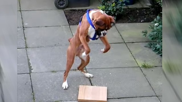 Quand il voit une planche en bois, ce chien a une drôle de réaction. Regardez plutôt
