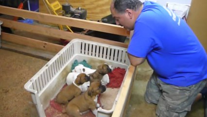 Ces chiots n'arrivent pas à dormir. Découvrez ce que cet homme arrive à faire pour les calmer