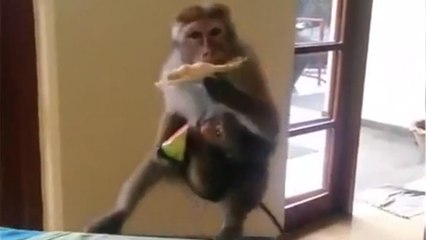 Les animaux sont des voleurs dans l'âme. La preuve avec cette compilation hilarante