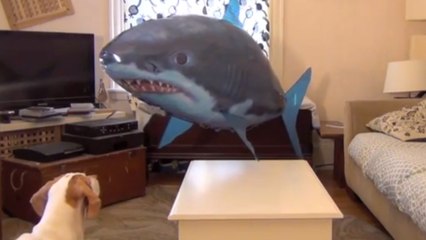 Ce chien se bat... contre un requin ! Un combat totalement loufoque