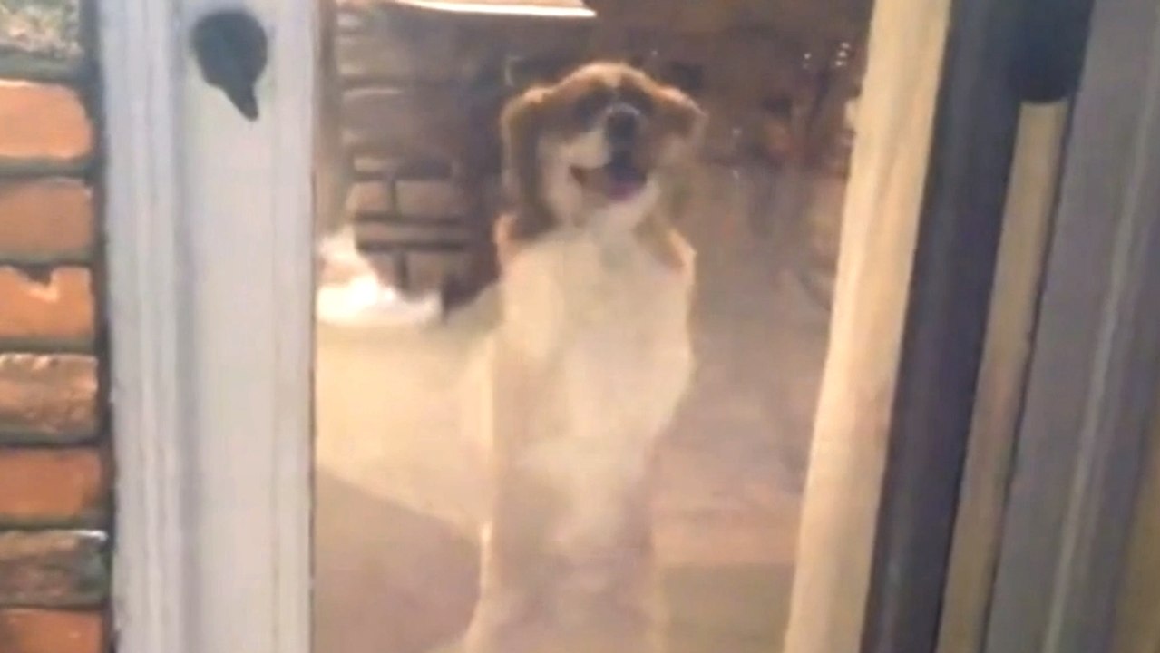 Ce chien a une drôle de réaction quand son maître fait un feu dans le jardin. Vous allez mourir de rire