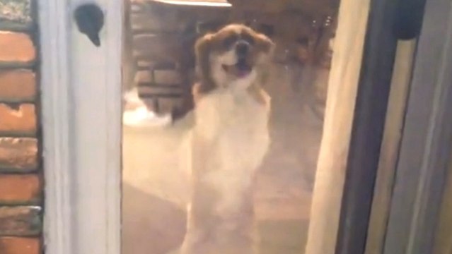 Ce chien a une drôle de réaction quand son maître fait un feu dans le jardin. Vous allez mourir de rire