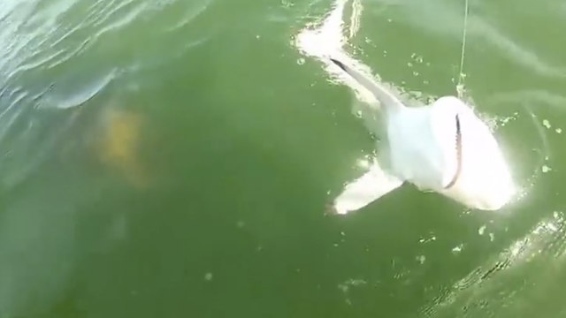 Ce pêcheur croyait réussir la prise de sa vie. Mais il ne s'attendait pas à ce qui va suivre