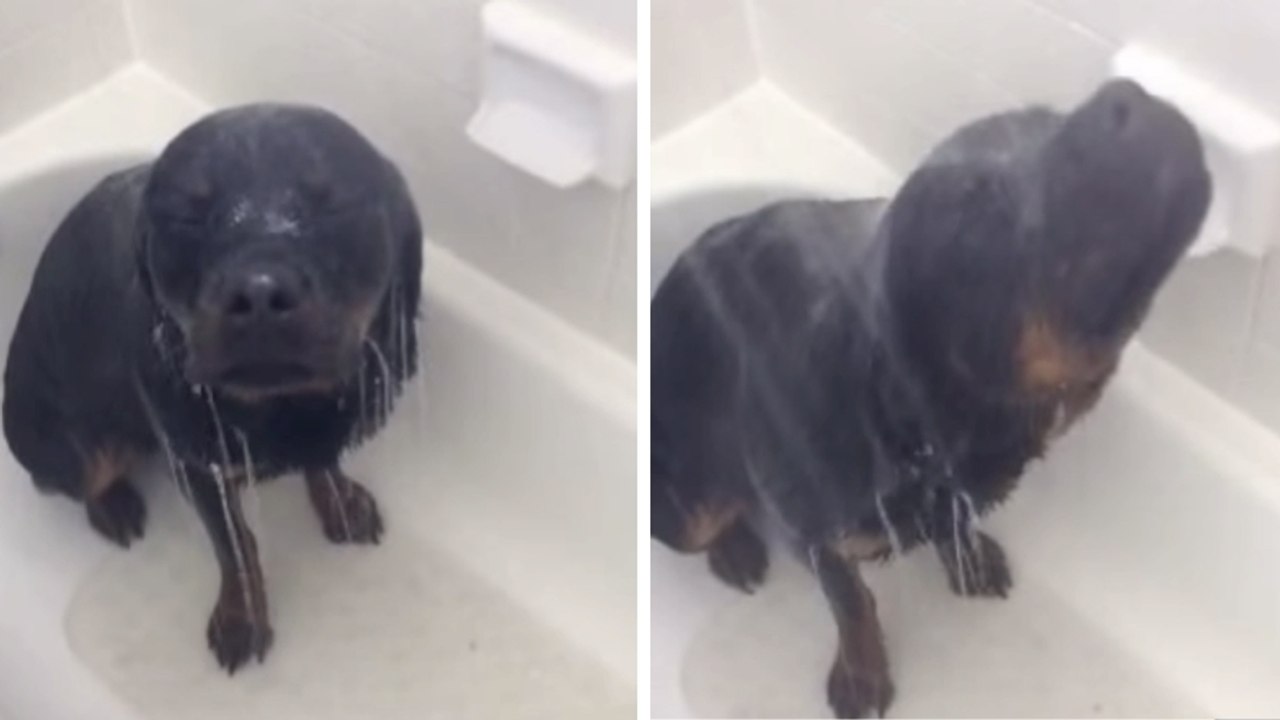 Ce chien est très à cheval sur son hygiène. Il adore se prélasser sous la douche