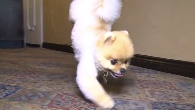 Cet adorable chien possède un incroyable record du monde. Vous n'allez pas en revenir