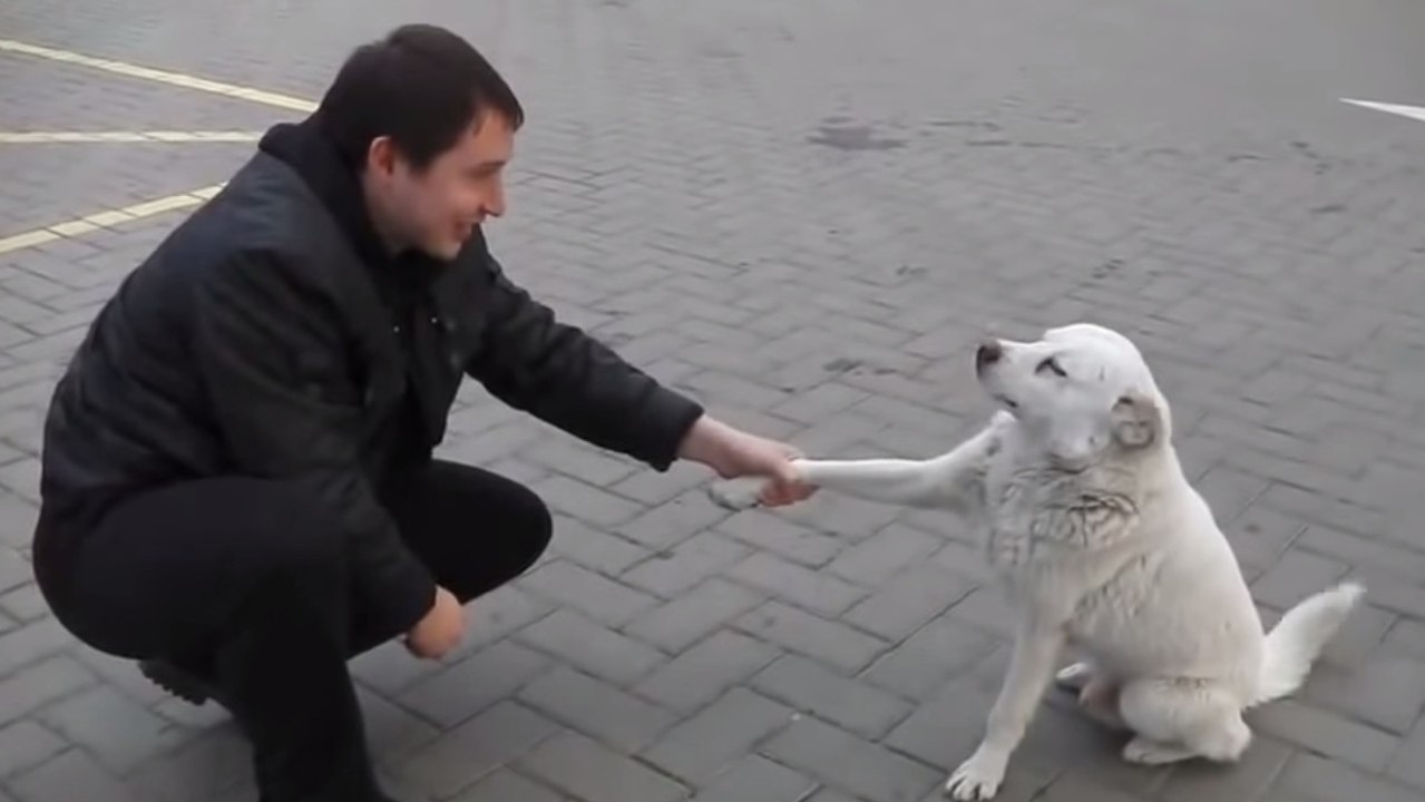 Ce chien errant est un vrai rayon de soleil. Il...