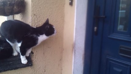Ce chat va-t-il réussir à atteindre la porte et l'ouvrir ?