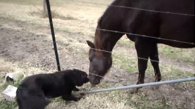 Cette chienne et ce cheval sont les meilleurs amis du monde. Regardez-les jouer ensemble