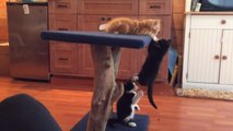 Ces chatons ont une drôle de manière d'escalader ce meuble. Ils vont vous amuser